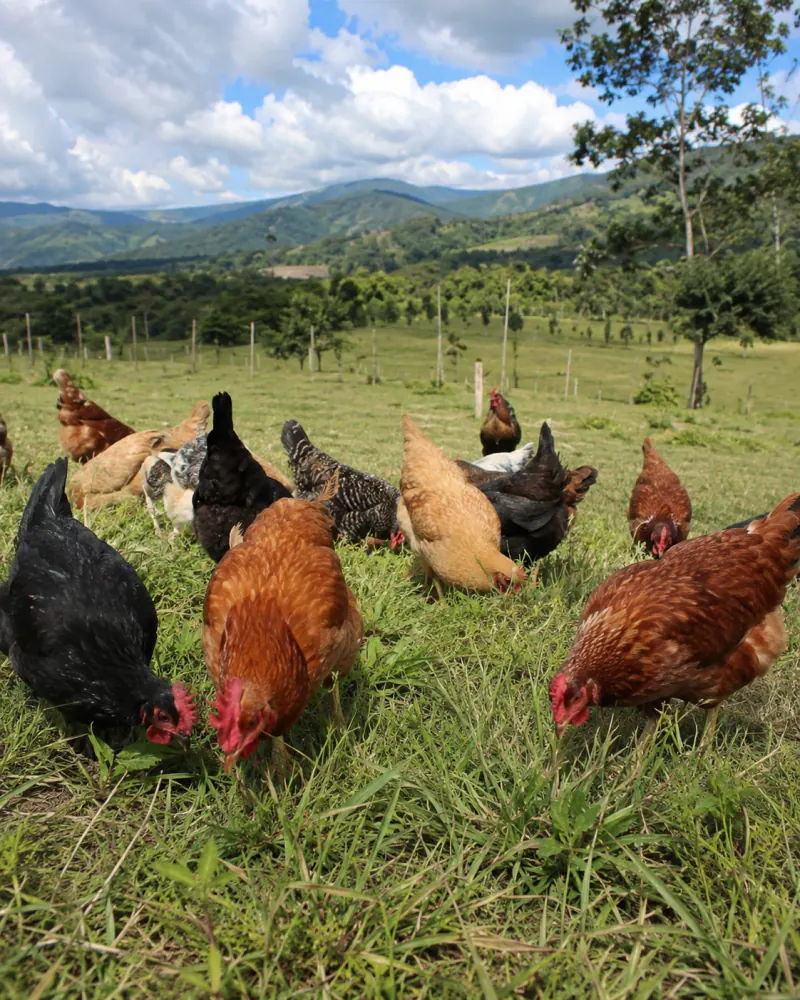 Pequenos produtores locais